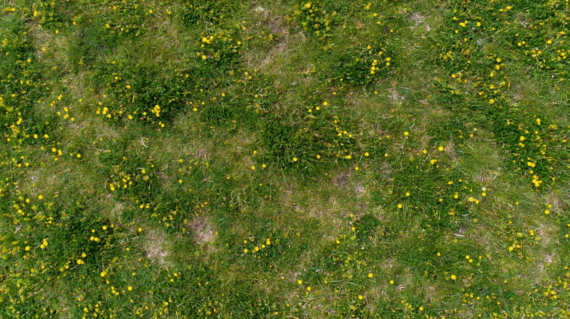 Aerial top-down view of a grassy meadow scattered with small yellow wildflowers