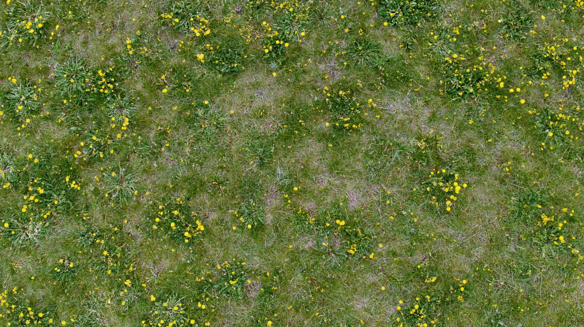 Aerial top-down view of a grassy meadow scattered with small yellow dandelions