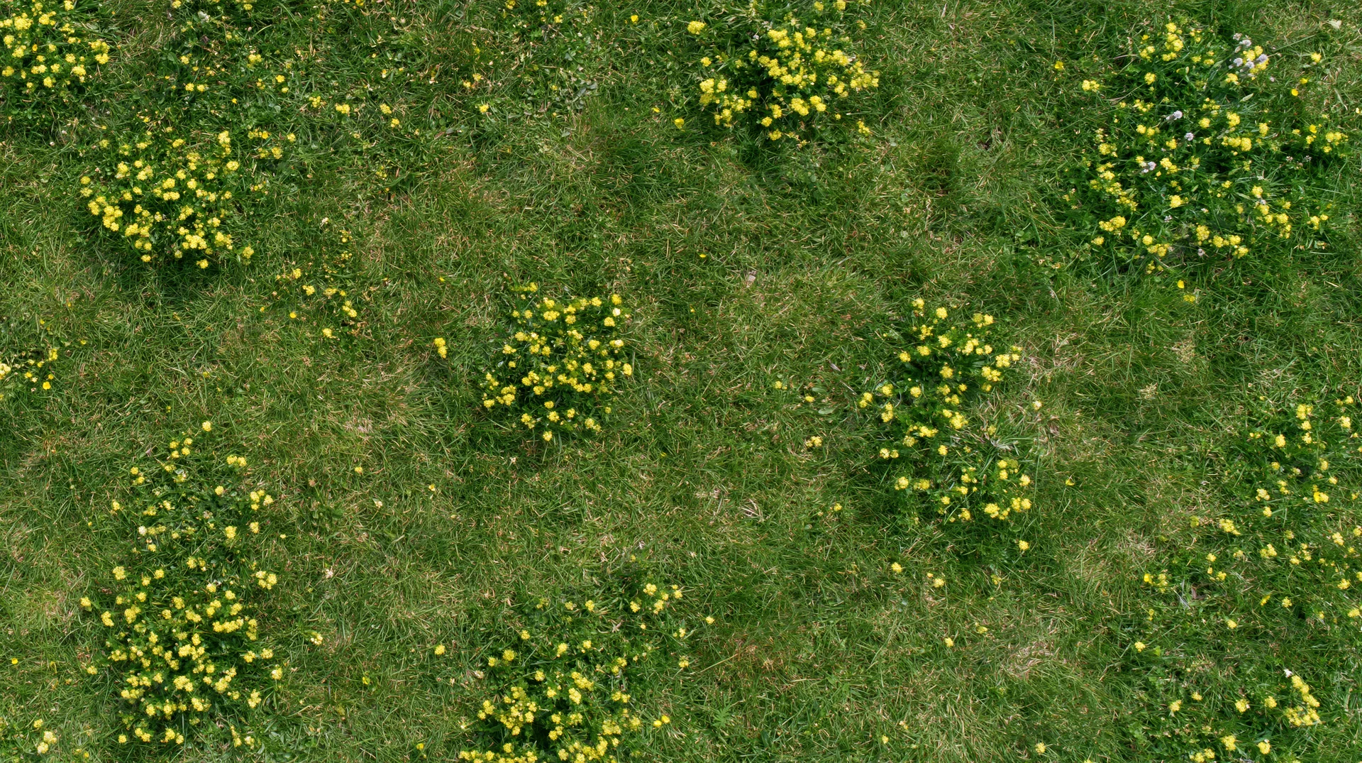 Aerial top-down view of a green grass meadow scattered with yellow buttercup flowers
