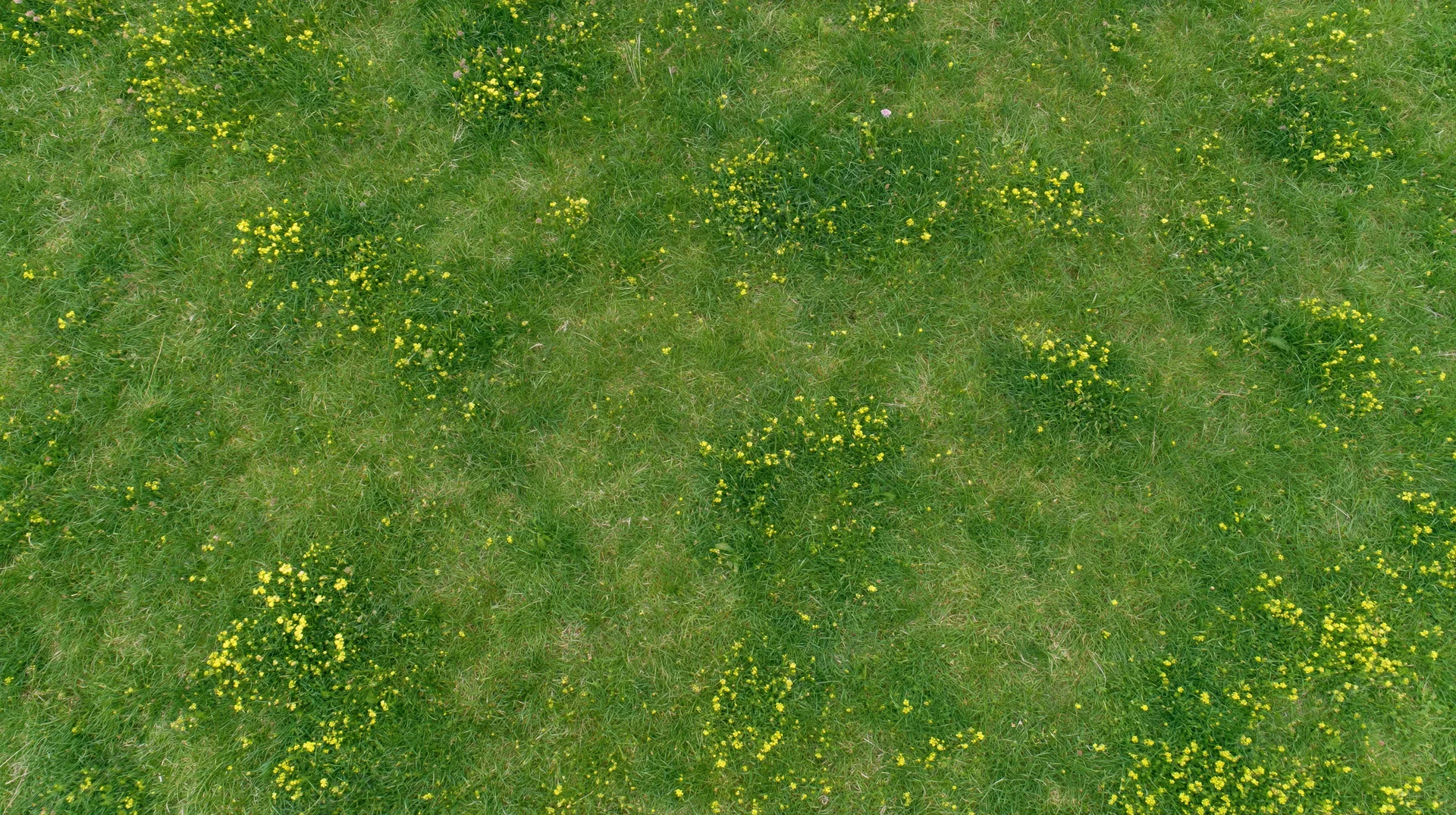 Aerial top-down view of a green grass meadow scattered with yellow wildflowers