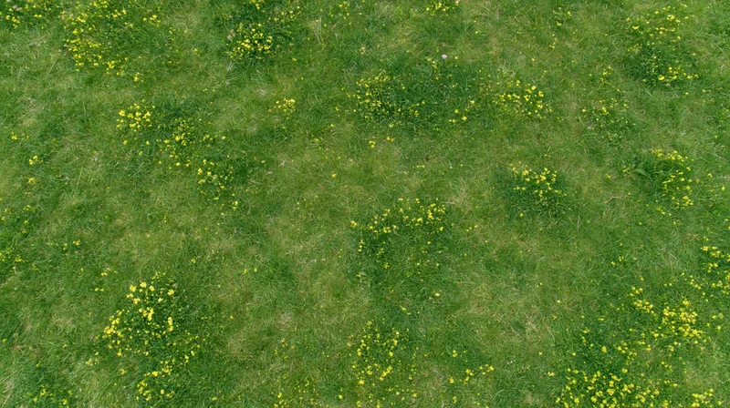 Aerial top-down view of a green grass meadow scattered with yellow wildflowers