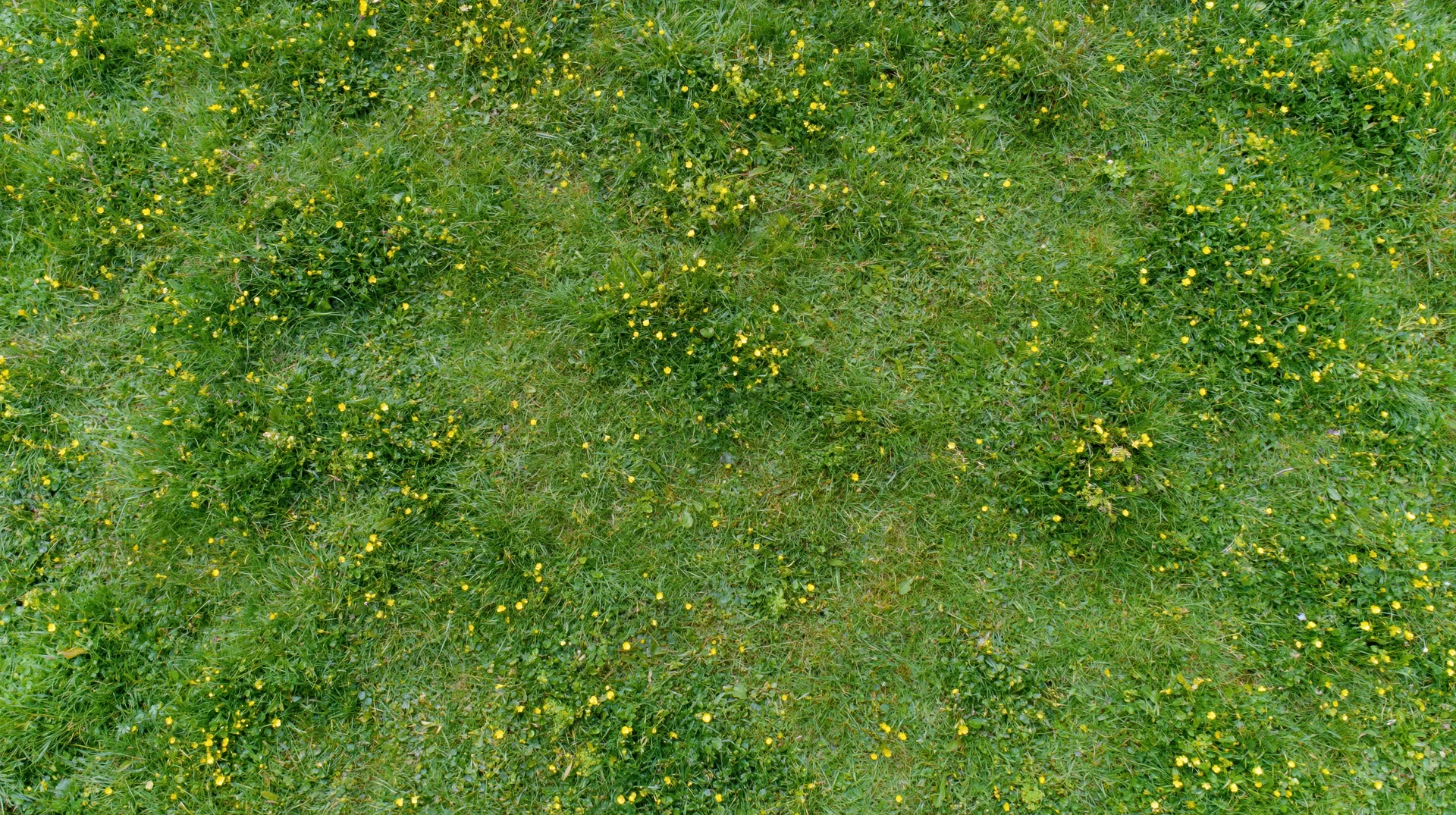 Aerial top-down view of a green grass meadow scattered with yellow wildflowers