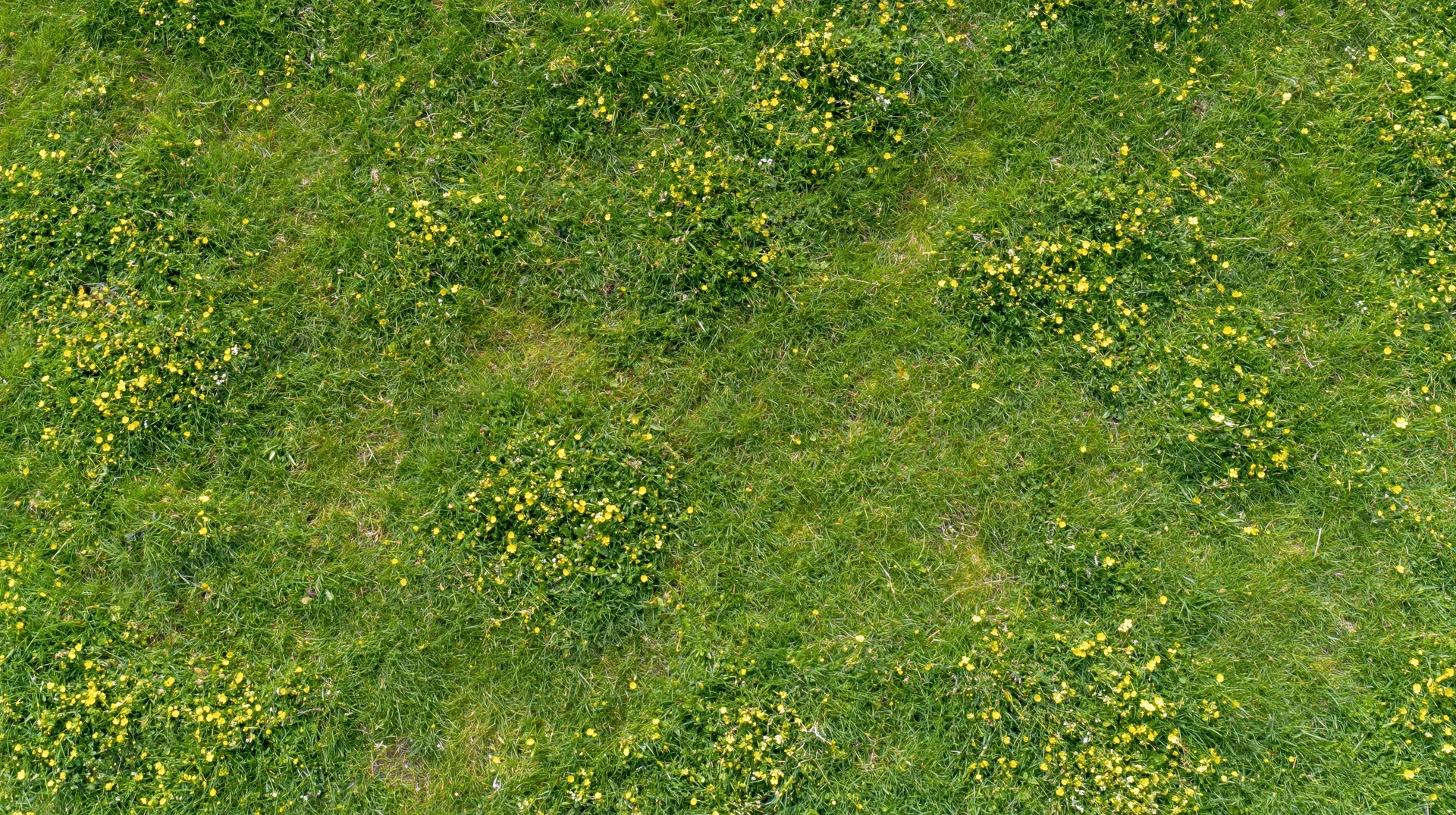 Aerial top-down view of a green grass meadow scattered with yellow flowers