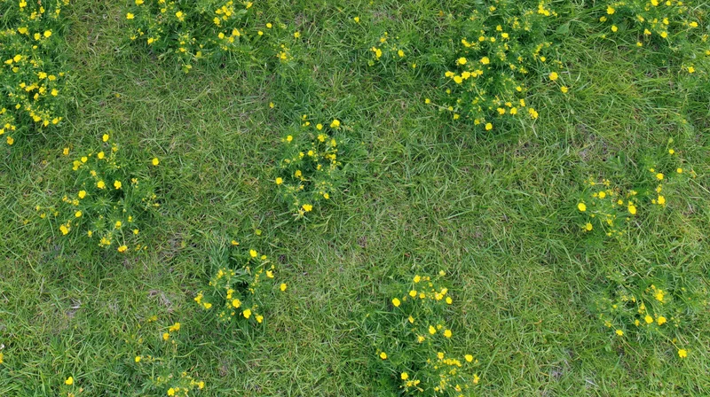Aerial top-down view of a green grass meadow scattered with yellow wildflowers