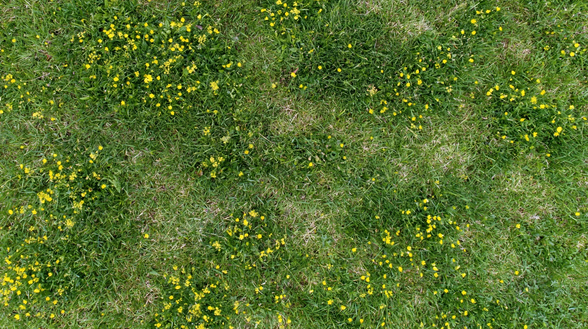 Aerial top-down view of a green grass meadow scattered with yellow wildflowers