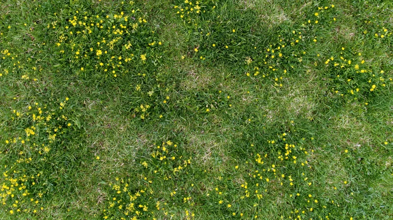 Aerial top-down view of a green grass meadow scattered with yellow wildflowers