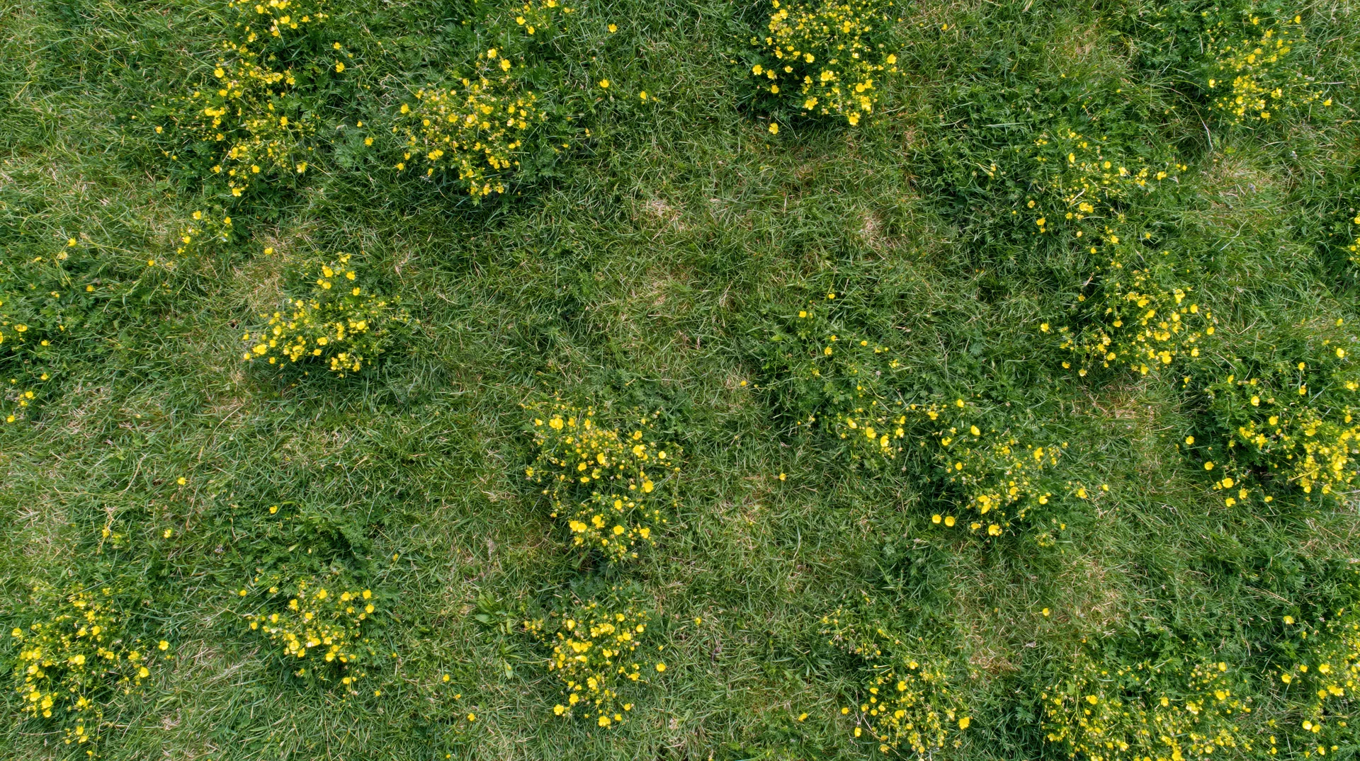 Aerial top-down view of a green grass meadow scattered with yellow wildflowers