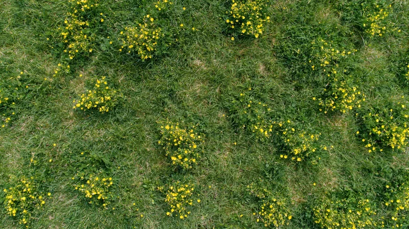 Aerial top-down view of a green grass meadow scattered with yellow wildflowers