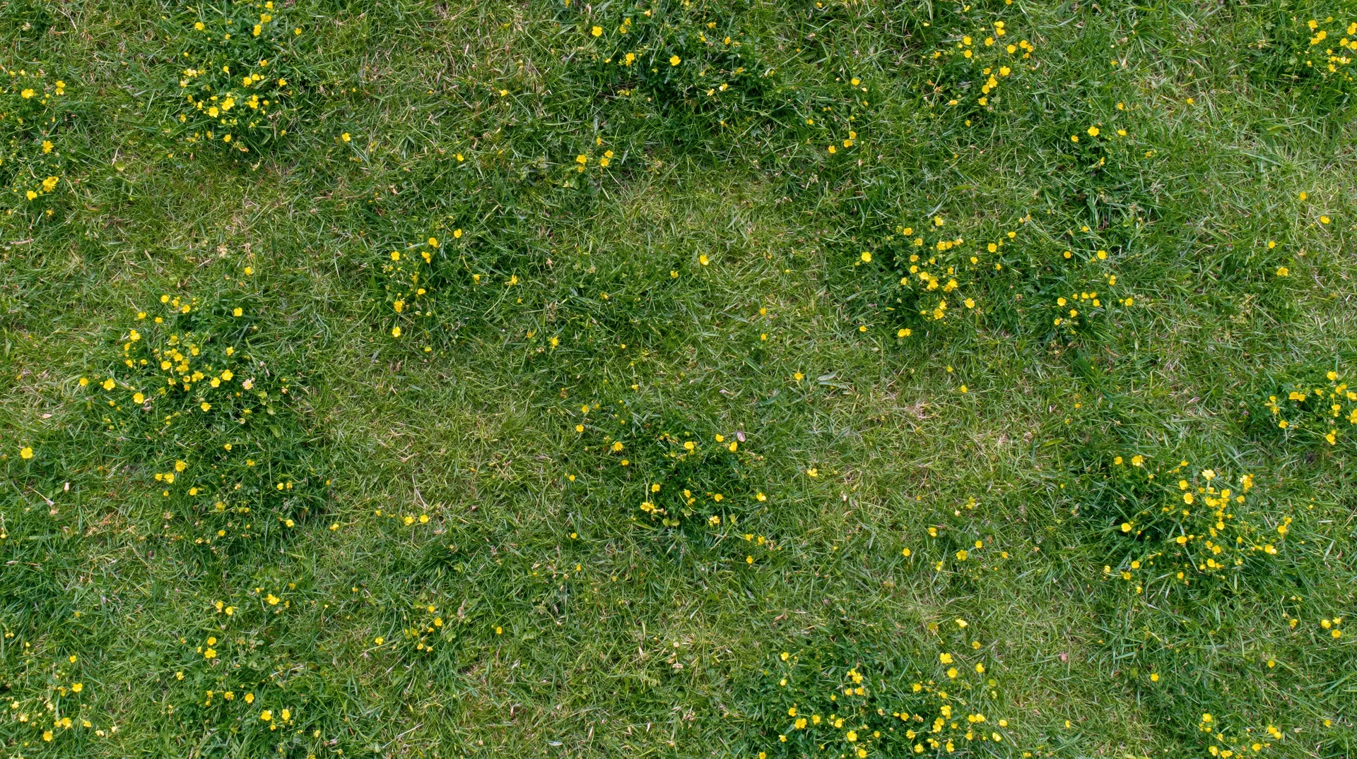 Aerial top-down view of a green grass meadow scattered with yellow flowers
