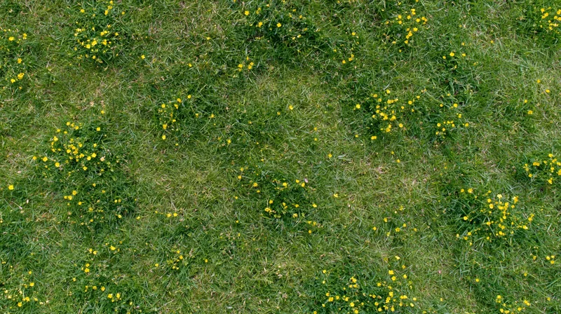 Aerial top-down view of a green grass meadow scattered with yellow flowers