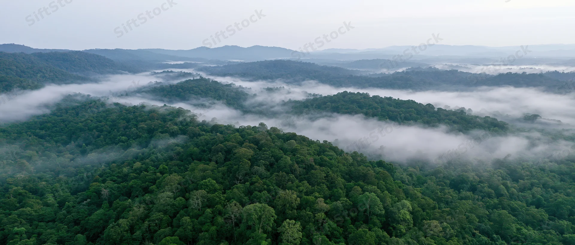 Aerial view of dense tropical rainforest canopy with mist drifting over tree-covered hills