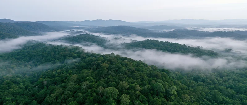 Aerial view of dense tropical rainforest canopy with mist drifting over tree-covered hills