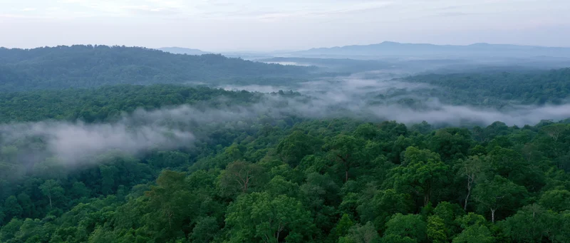 Aerial view of dense tropical rainforest canopy with mist drifting over treetops and distant hills