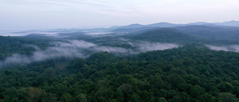 Aerial view of dense tropical rainforest canopy with mist drifting over treetops and distant hills