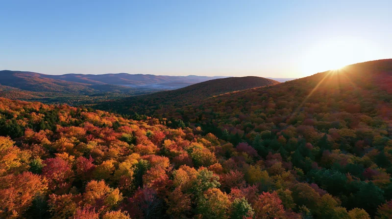 Aerial view of dense hardwood forest in autumn with colorful foliage covering rolling hills under clear sky at sunset