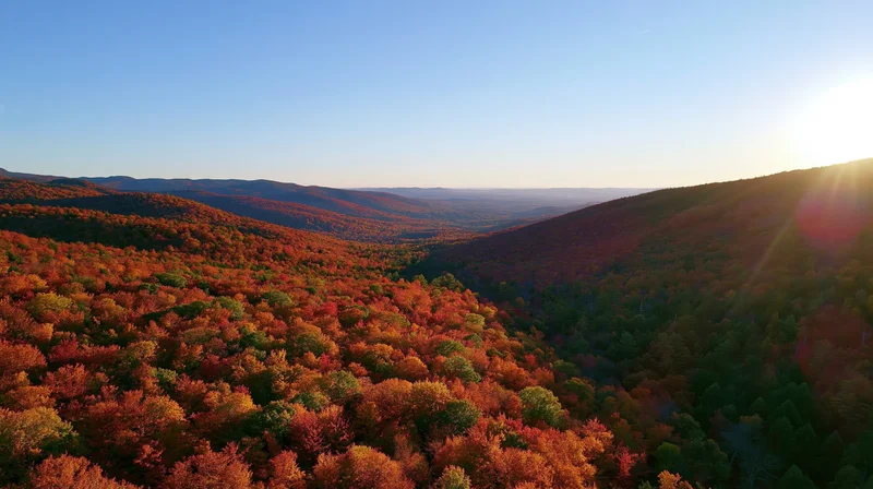 Aerial view of dense hardwood forest in autumn with colorful foliage covering rolling hills under clear blue sky