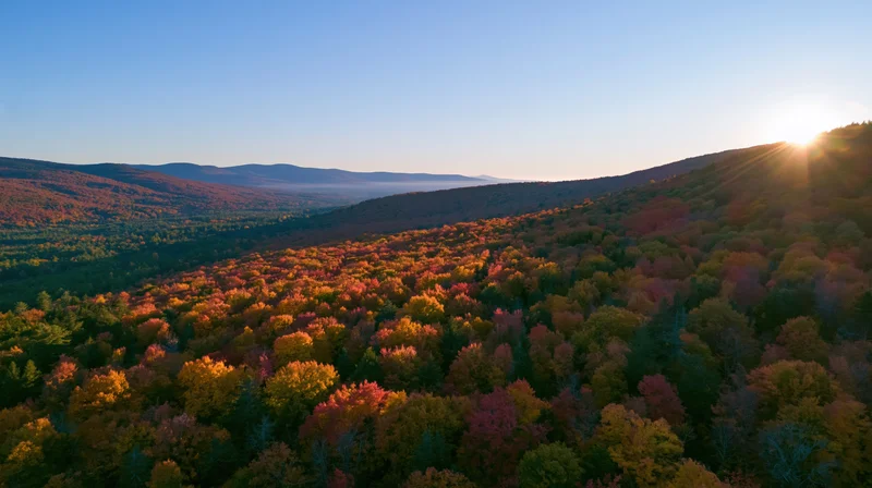 Aerial view of dense hardwood forest in autumn with colorful foliage and mountains under sunrise light