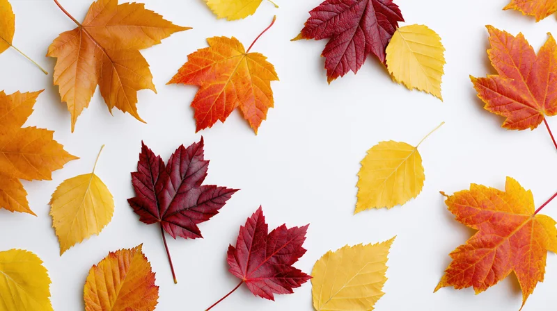 Scattered autumn maple leaves in vibrant fall colors arranged on white background with copyspace