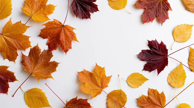 Autumn leaves arranged in a border around white copyspace