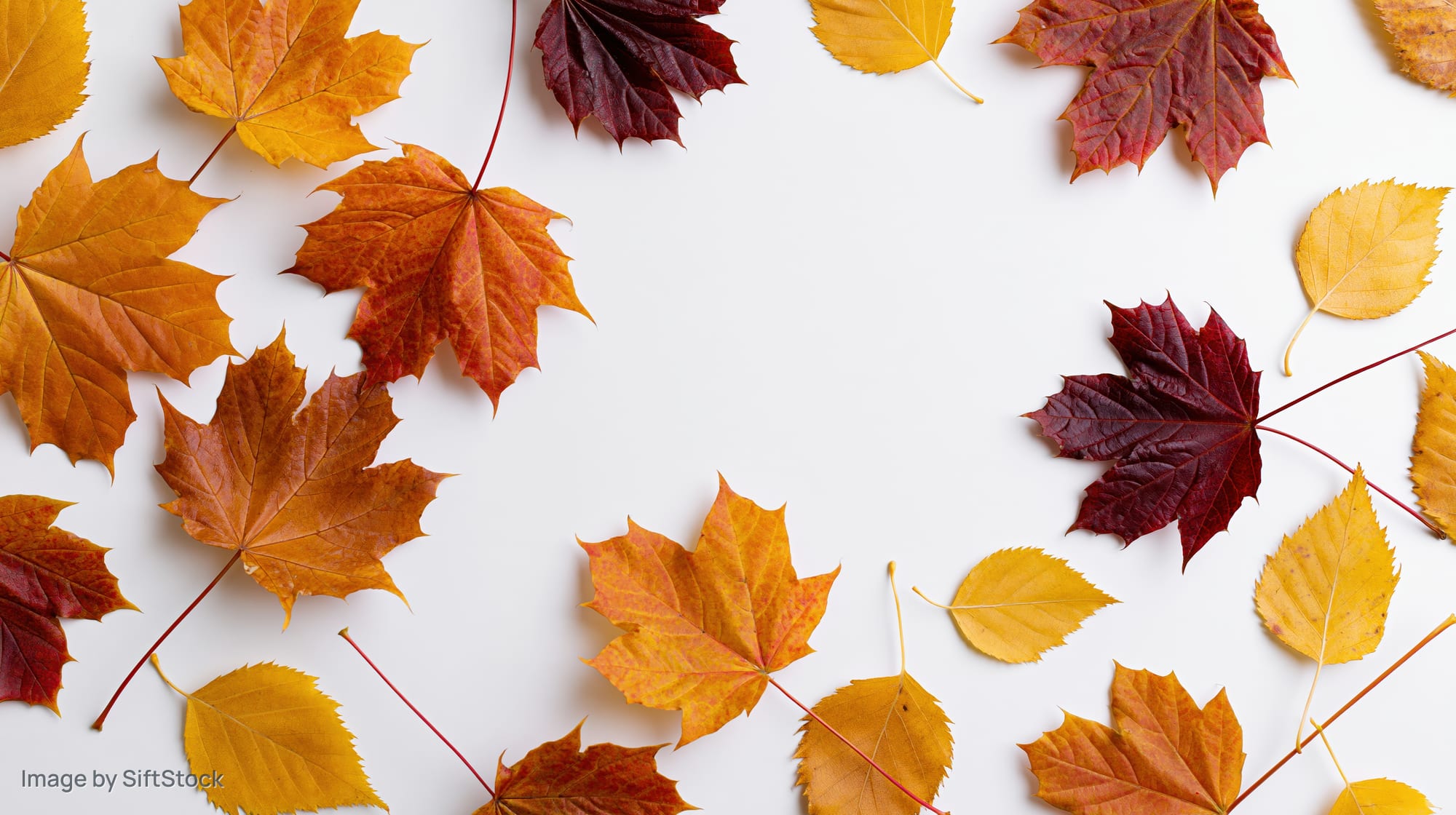 Autumn leaves arranged in a border around white copyspace