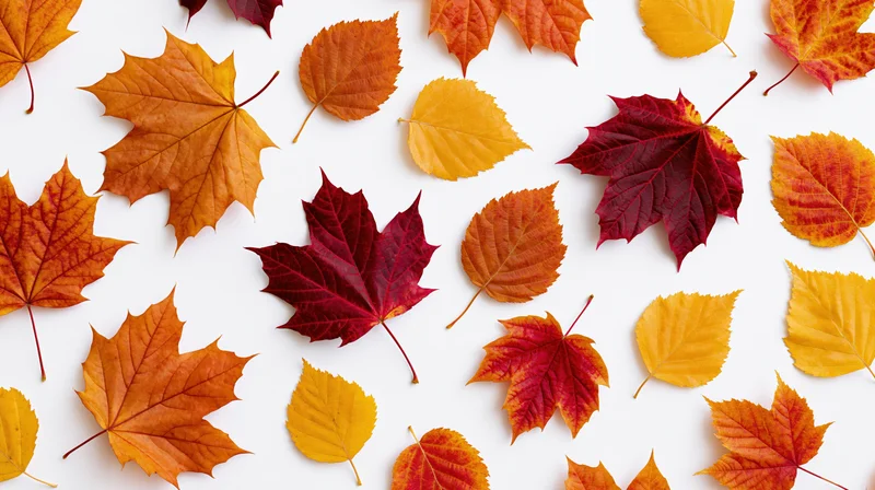 Scattered autumn leaves in warm colors arranged flat on white surface