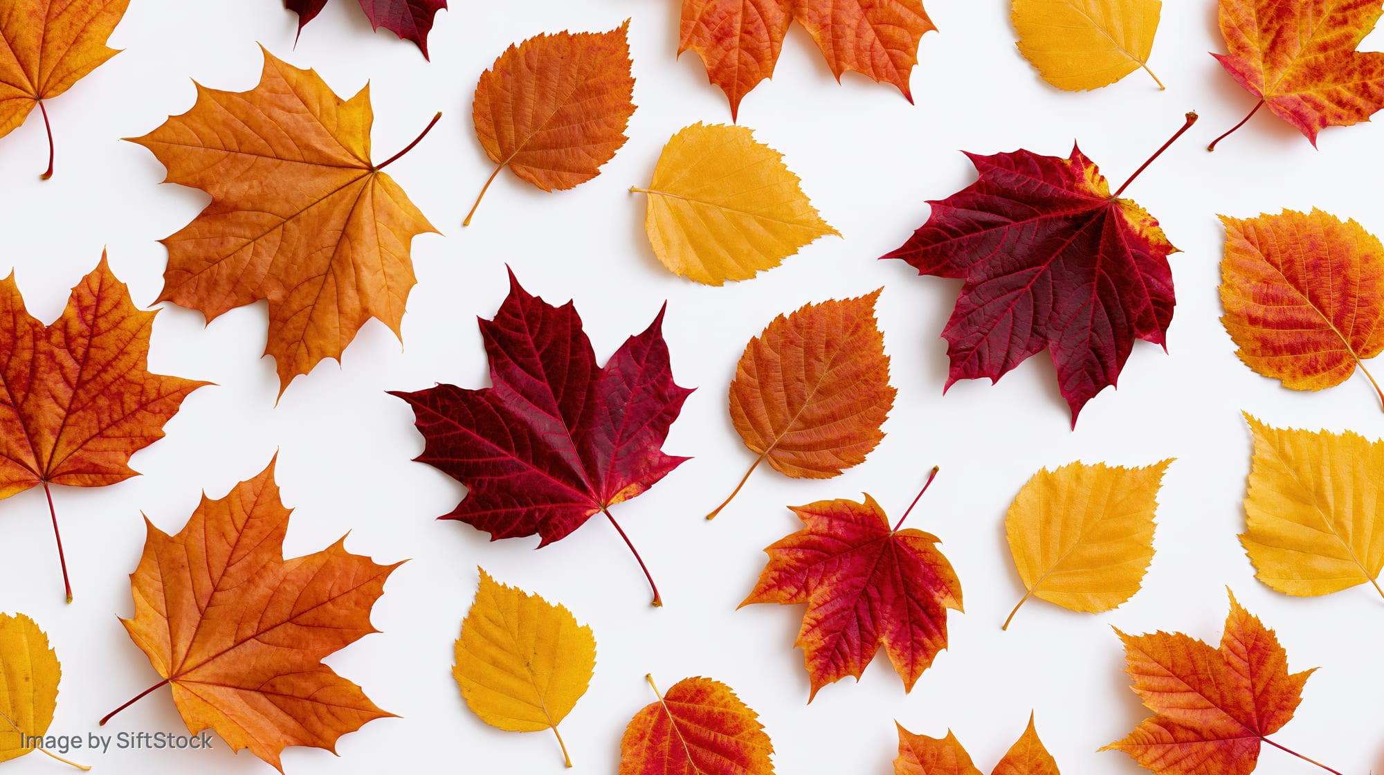 Scattered autumn leaves in warm colors arranged flat on white surface