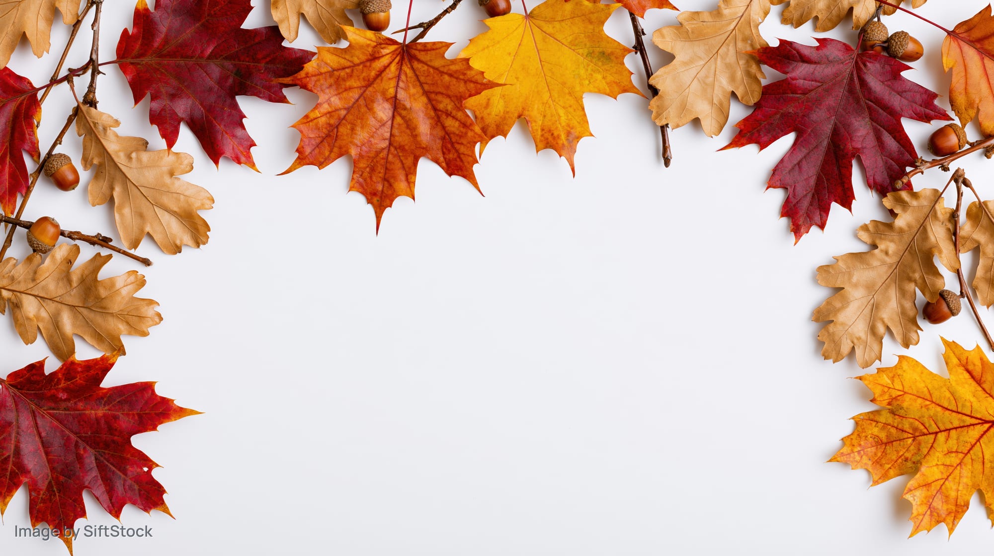 Autumn leaves and acorns arranged in a decorative border frame on white background with copyspace