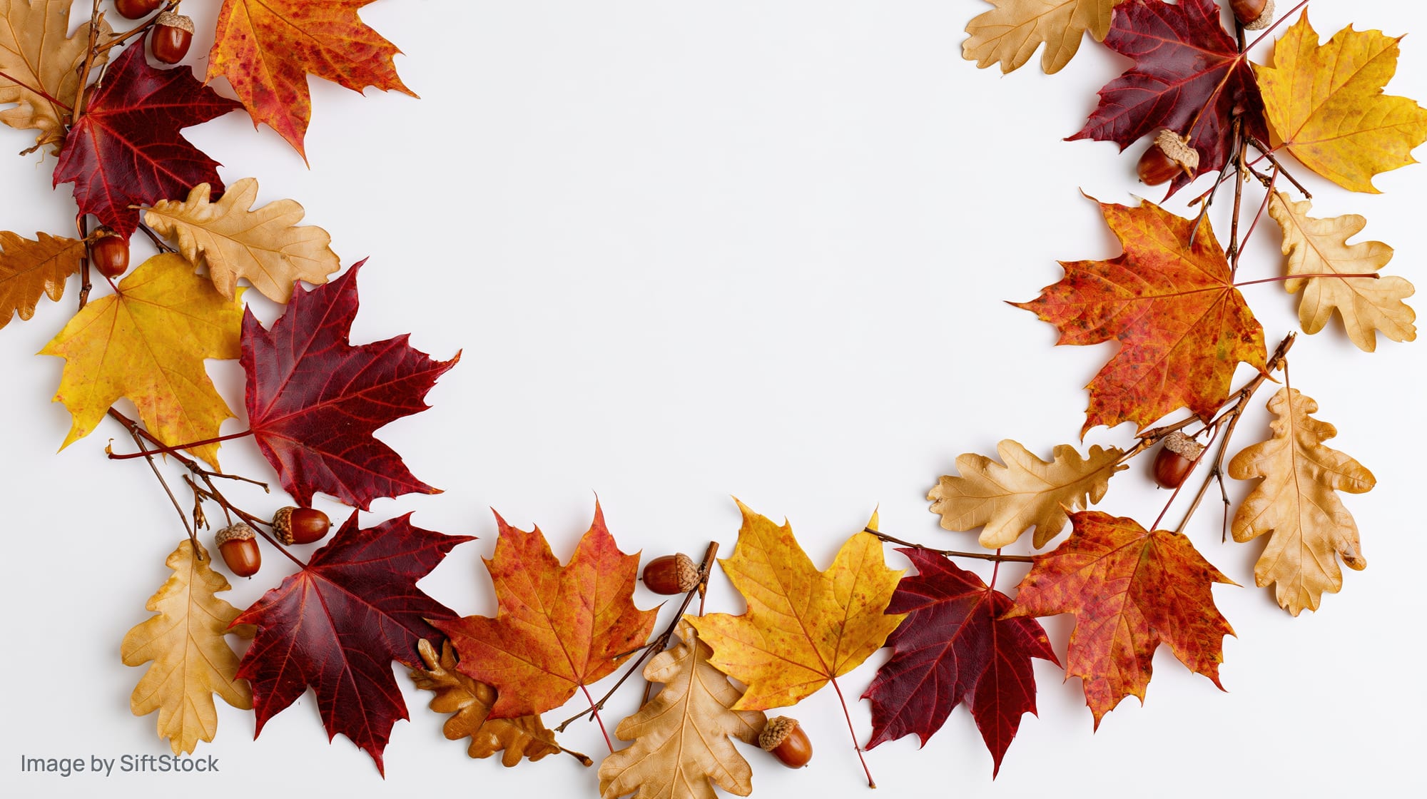 Autumn leaves and acorns arranged in a decorative border frame on white background