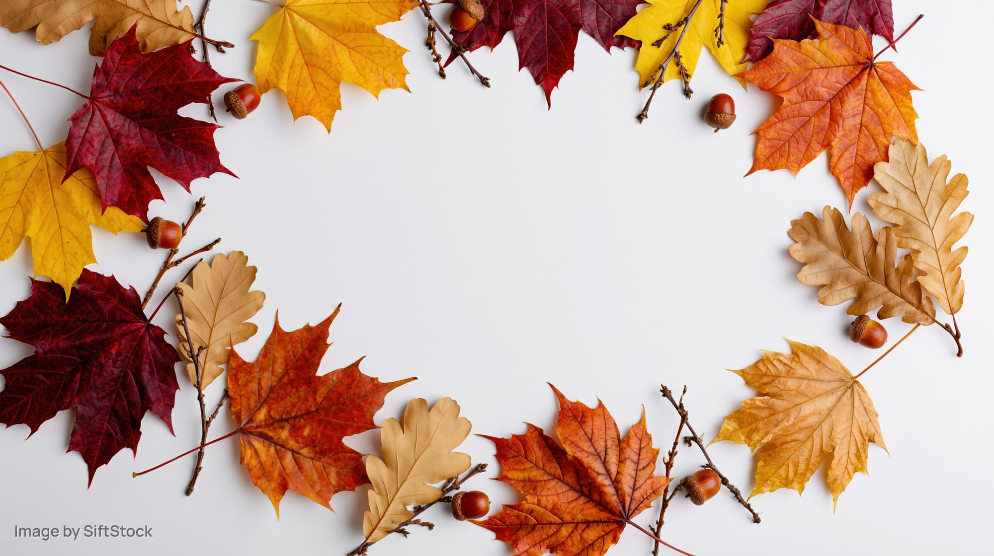 Autumn leaves and acorns arranged in a circular border on white background with copyspace