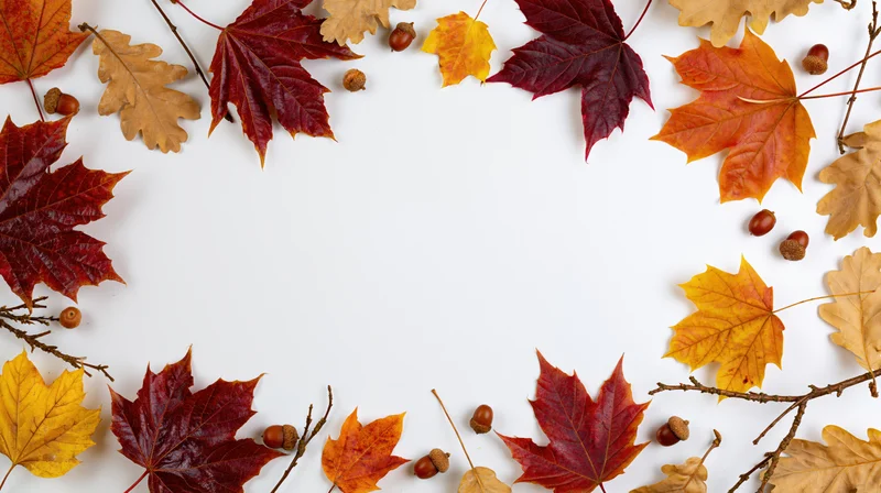 Autumn leaves and acorns arranged in a border frame on white background