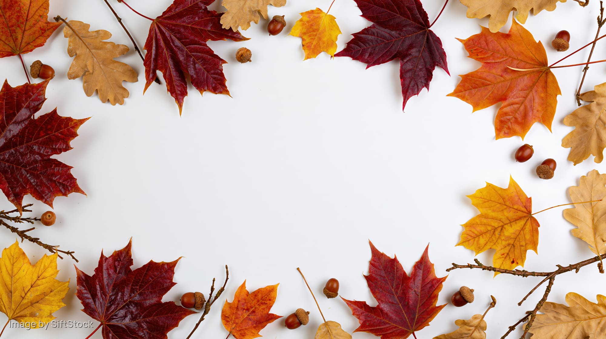 Autumn leaves and acorns arranged in a border frame on white background