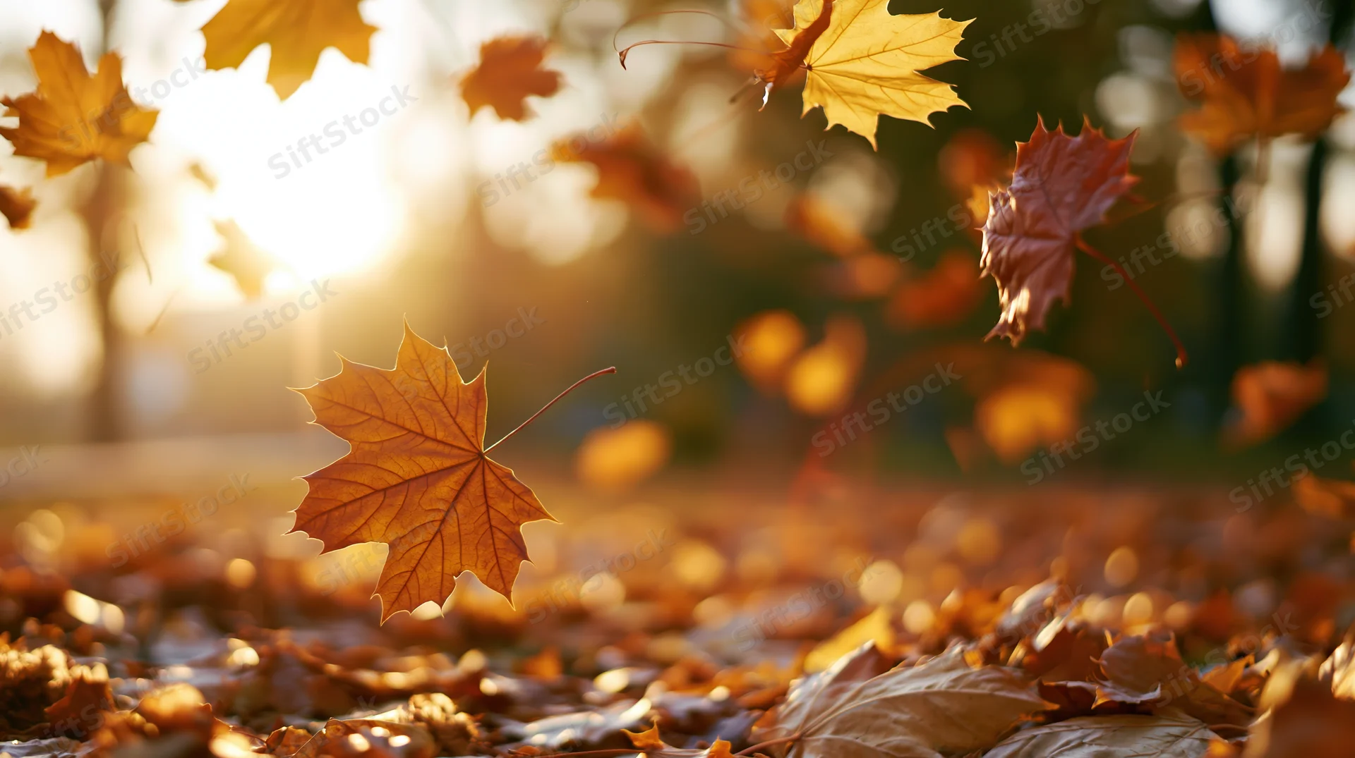 Maple leaves falling and swirling in a park at sunset