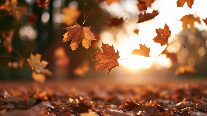 Maple leaves falling in a park at sunset, swirling in the wind over a carpet of fallen foliage