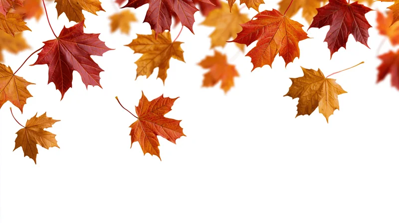 Maple leaves falling in red orange and golden brown against white background with copyspace
