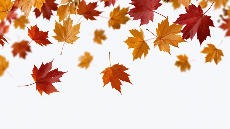 Autumn maple leaves falling and scattered against white background with copyspace