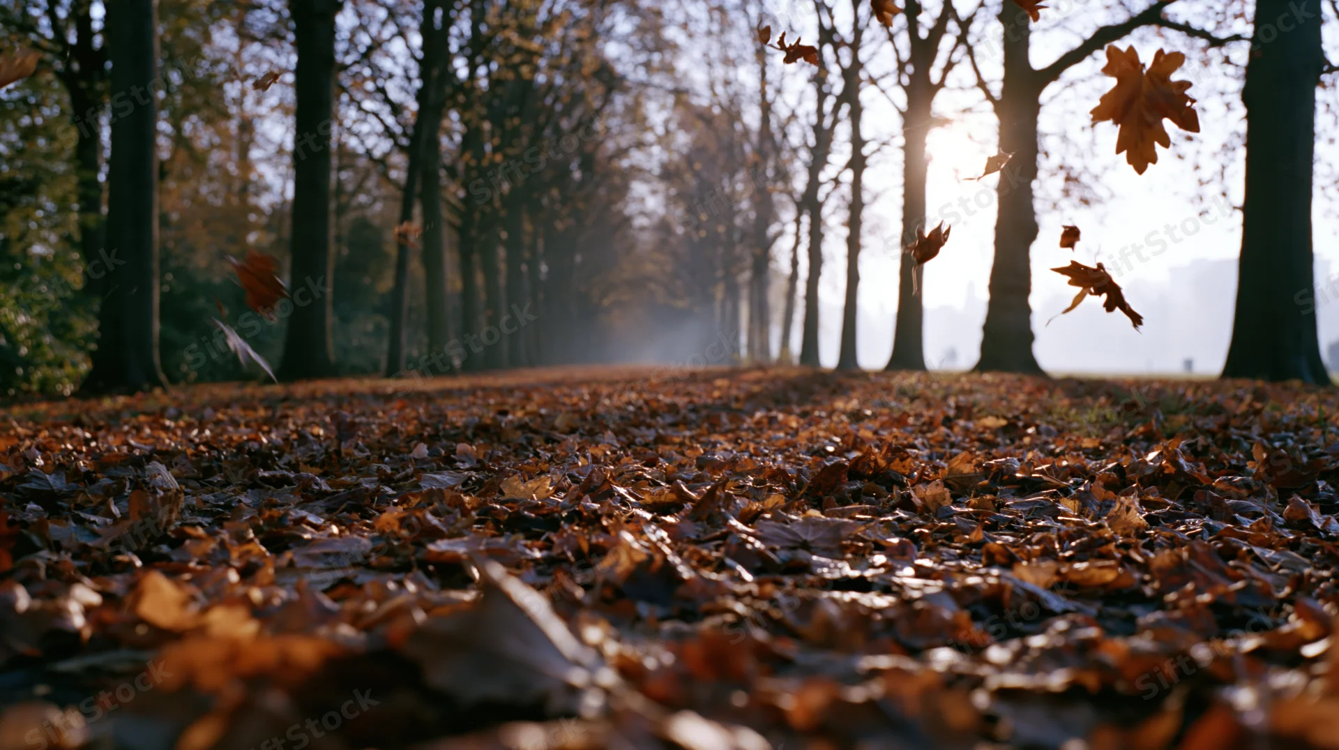 Falling autumn leaves along a tree-lined path in a forest at sunrise