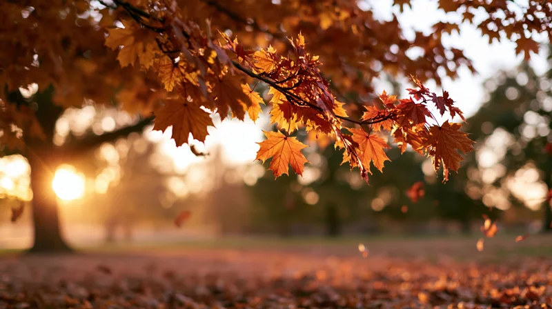 Maple branches with falling leaves in a park clearing at sunset