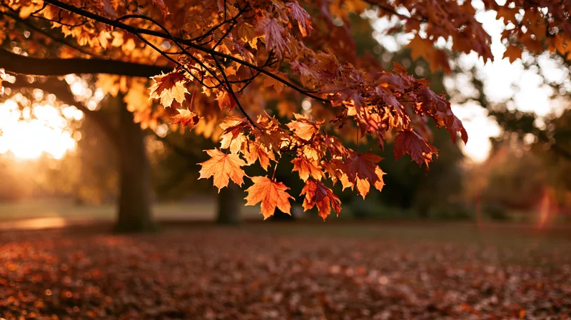 Maple branches with autumn leaves in a park clearing at sunset