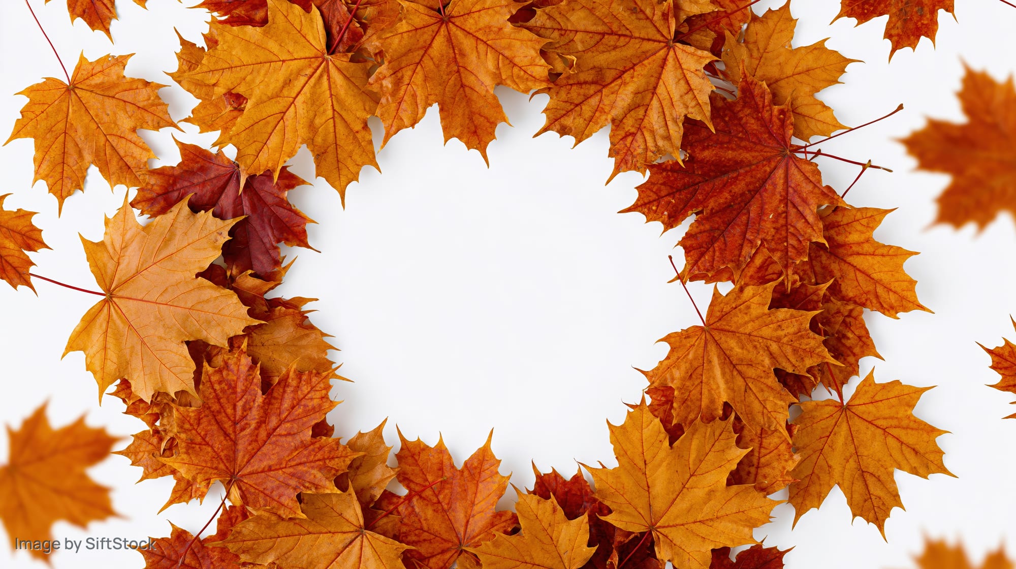 Autumn maple leaves arranged in a circular border frame on white background with copyspace