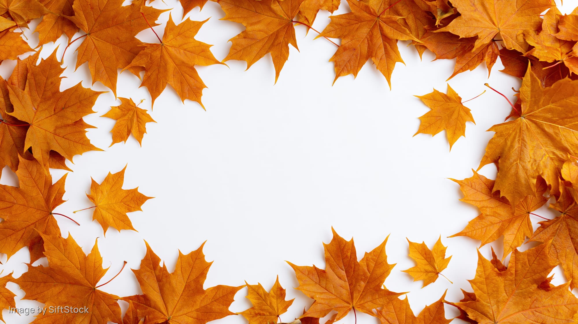 Autumn maple leaves arranged in a natural border frame around a white center