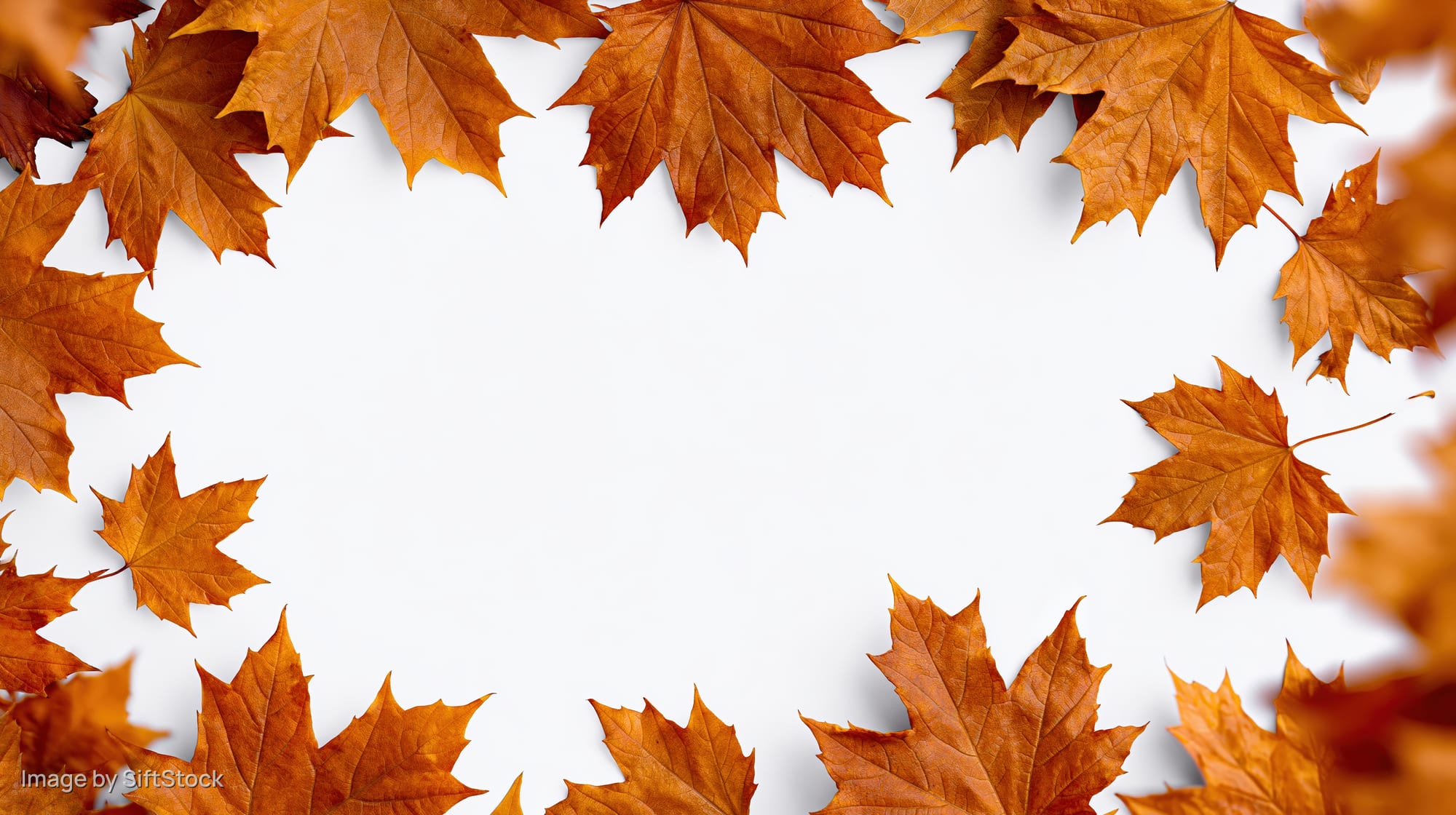 Autumn maple leaves arranged in a natural border frame around a white center