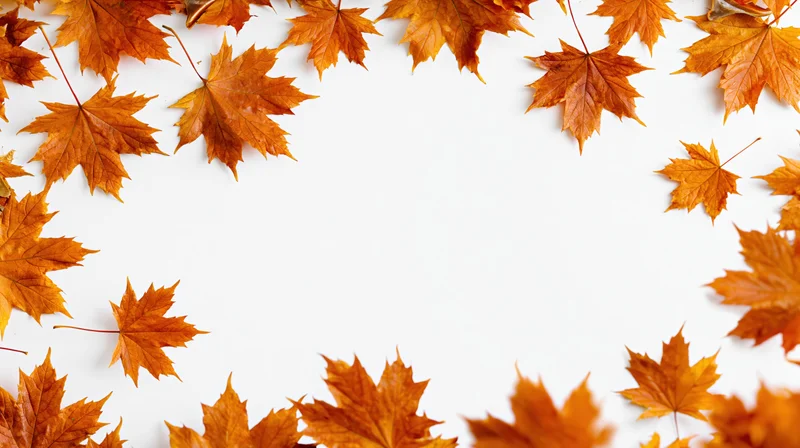 Autumn maple leaves arranged in a natural border frame around a white background with copyspace