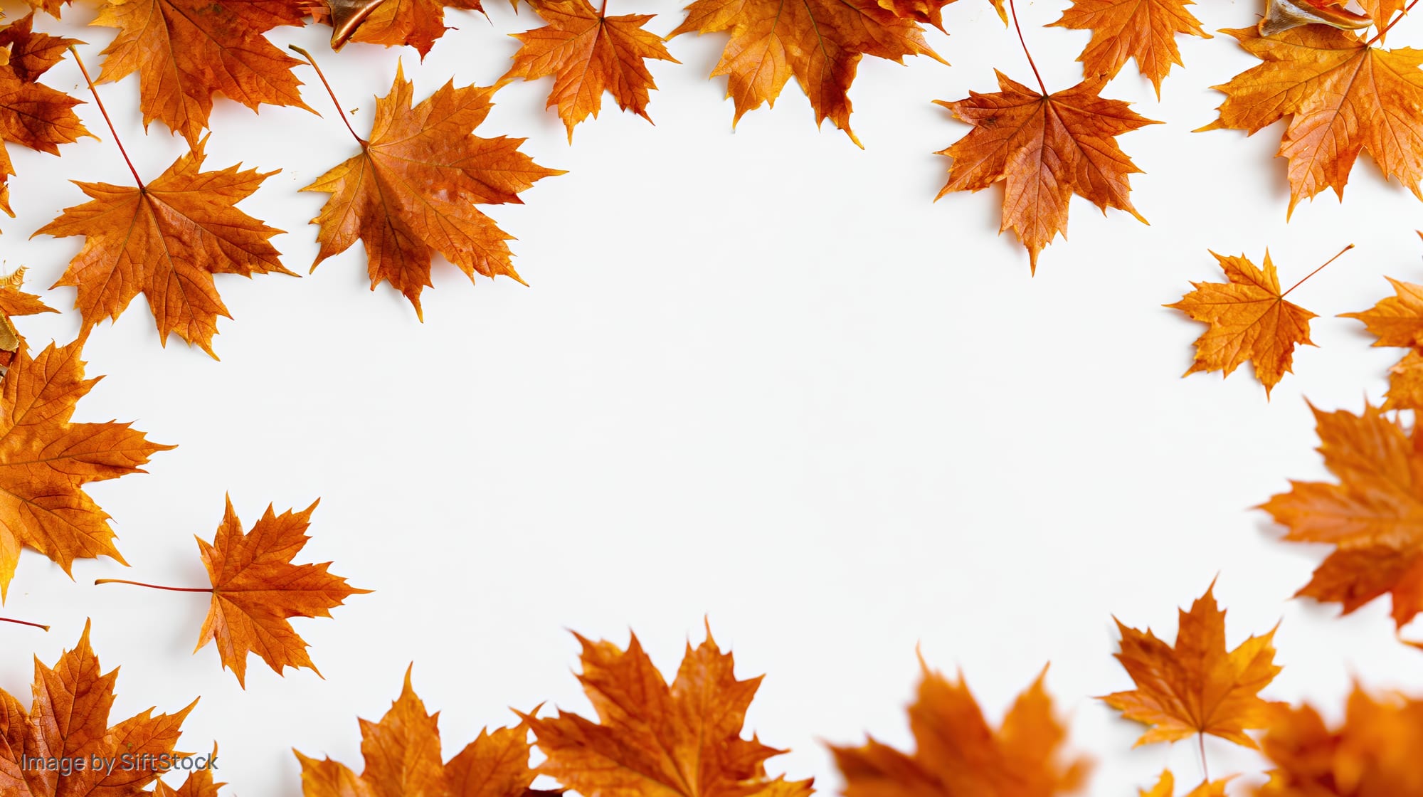 Autumn maple leaves arranged in a natural border frame around a white background with copyspace