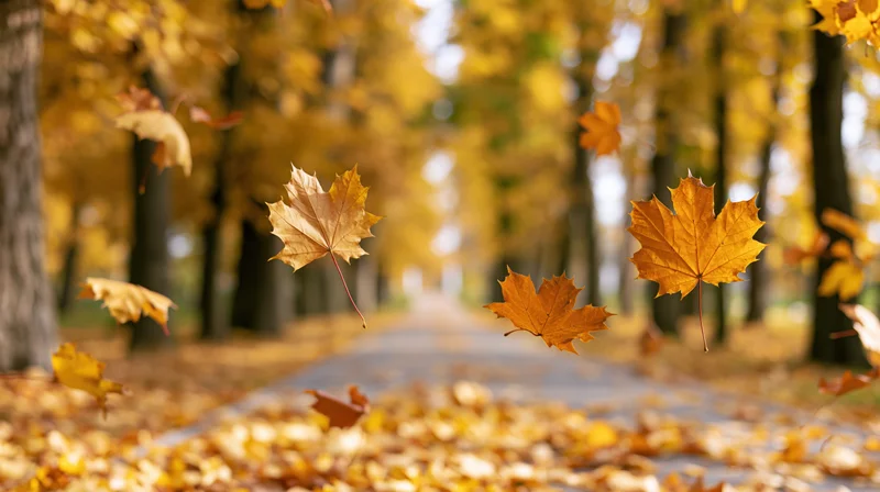 Maple leaves falling midair over a tree-lined pathway in autumn park