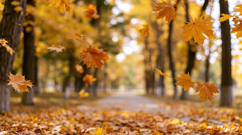 Maple leaves falling mid-air over a pathway in an autumn park