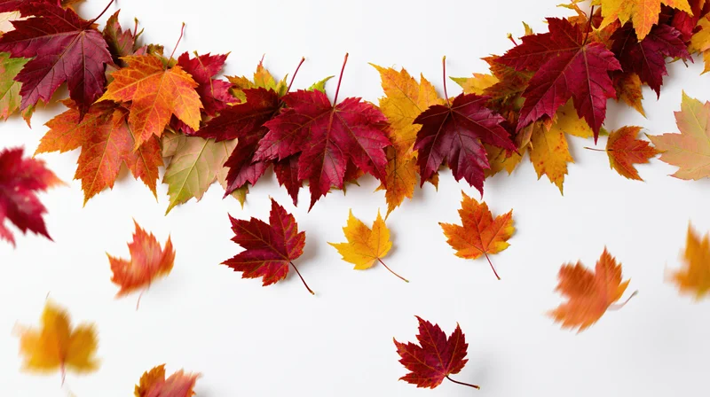 Maple leaves in autumn colors arranged in a scattered pattern on white background
