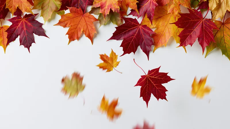Autumn maple leaves arranged in a flat lay with some falling against a white background