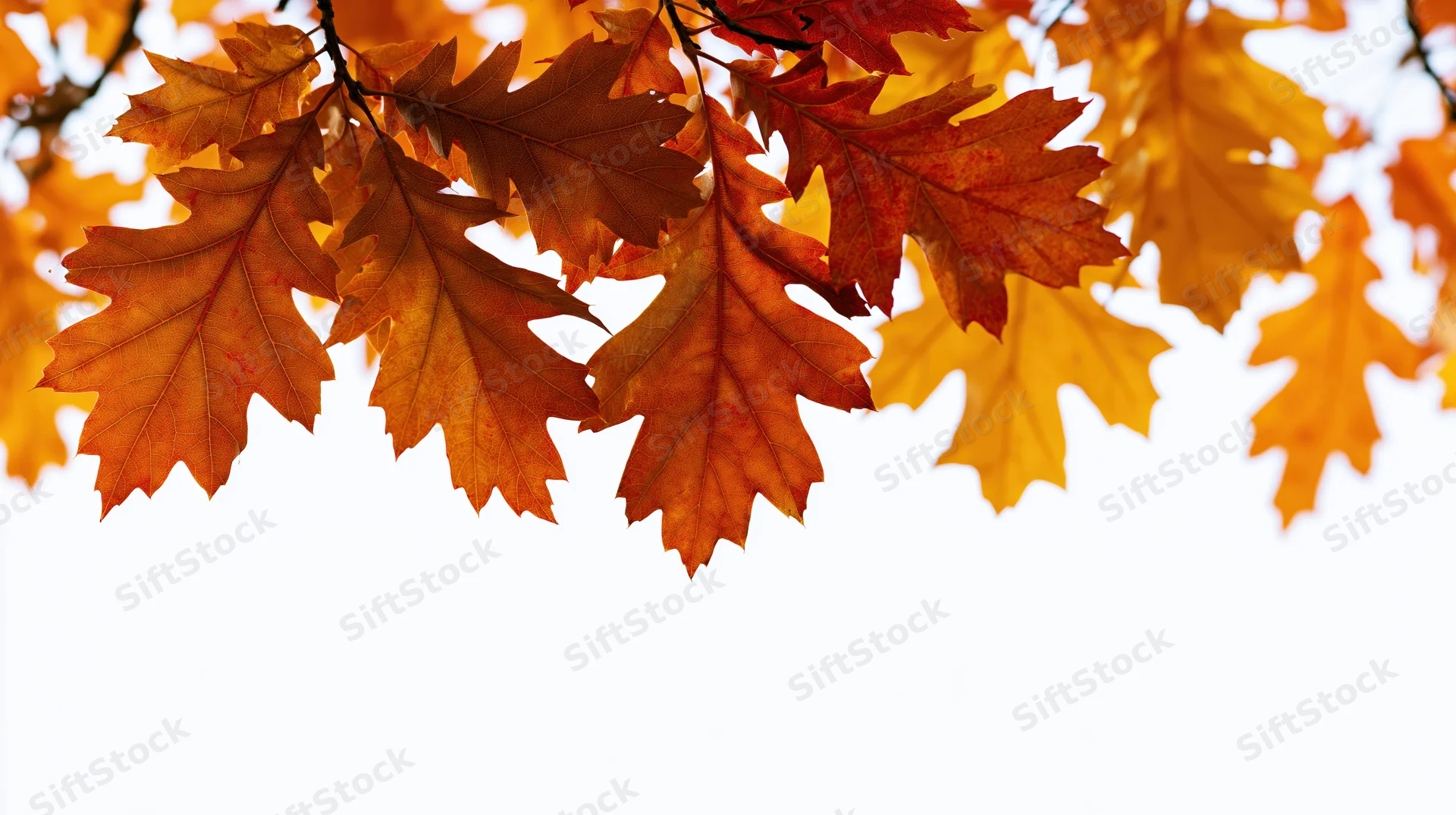 Autumn oak and maple leaves clustered along the top edge of the frame against a white background