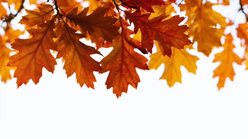 Autumn oak and maple leaves clustered along the top edge of the frame against a white background