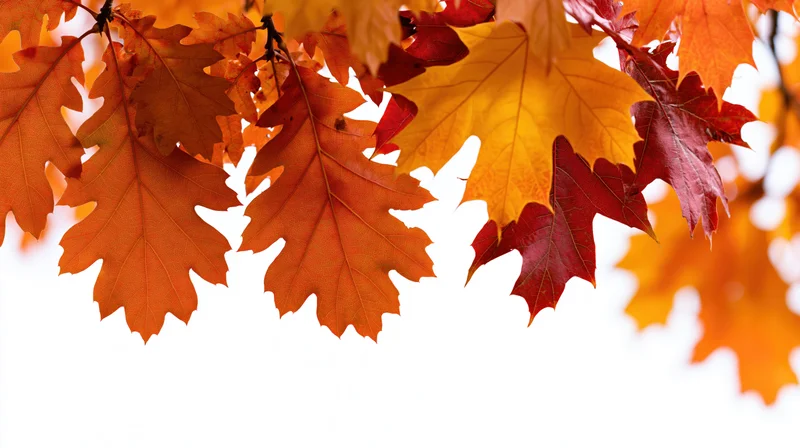 Autumn oak and maple leaves clustered along the top edge of the frame against a white background